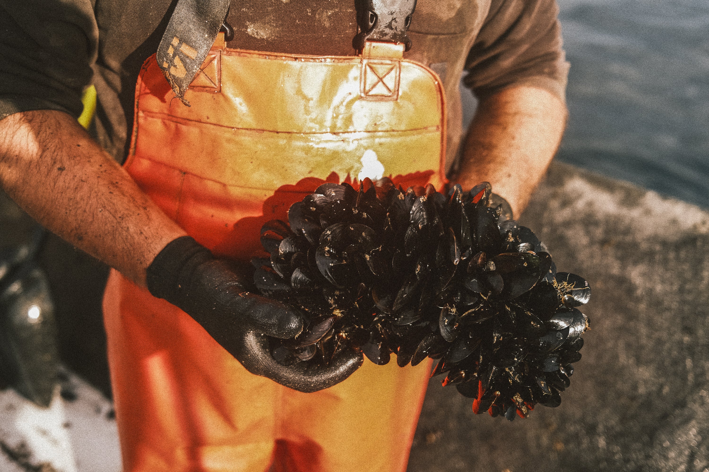 conservas gallegas gourmet