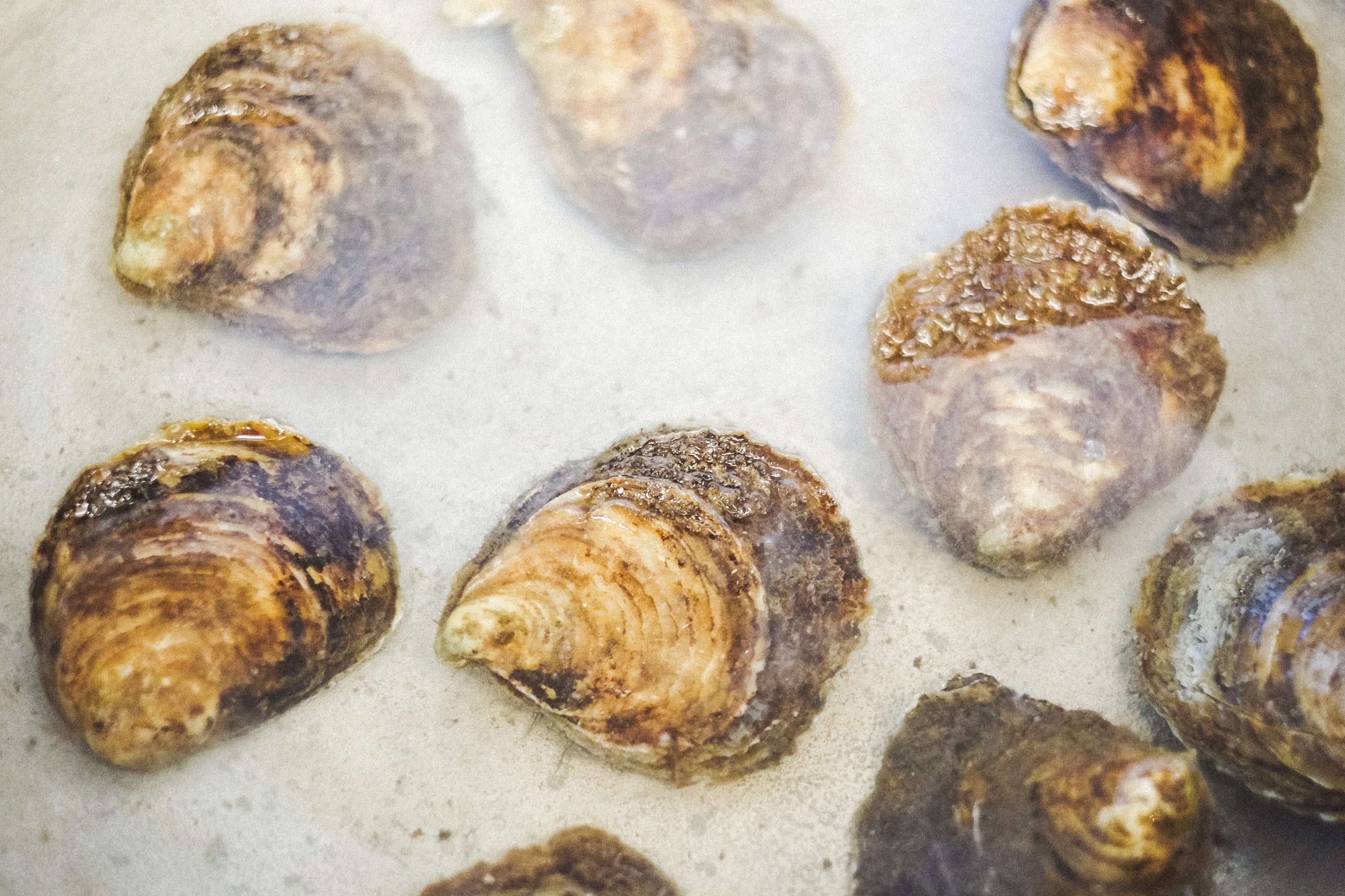 Ostra en aceite de oliva