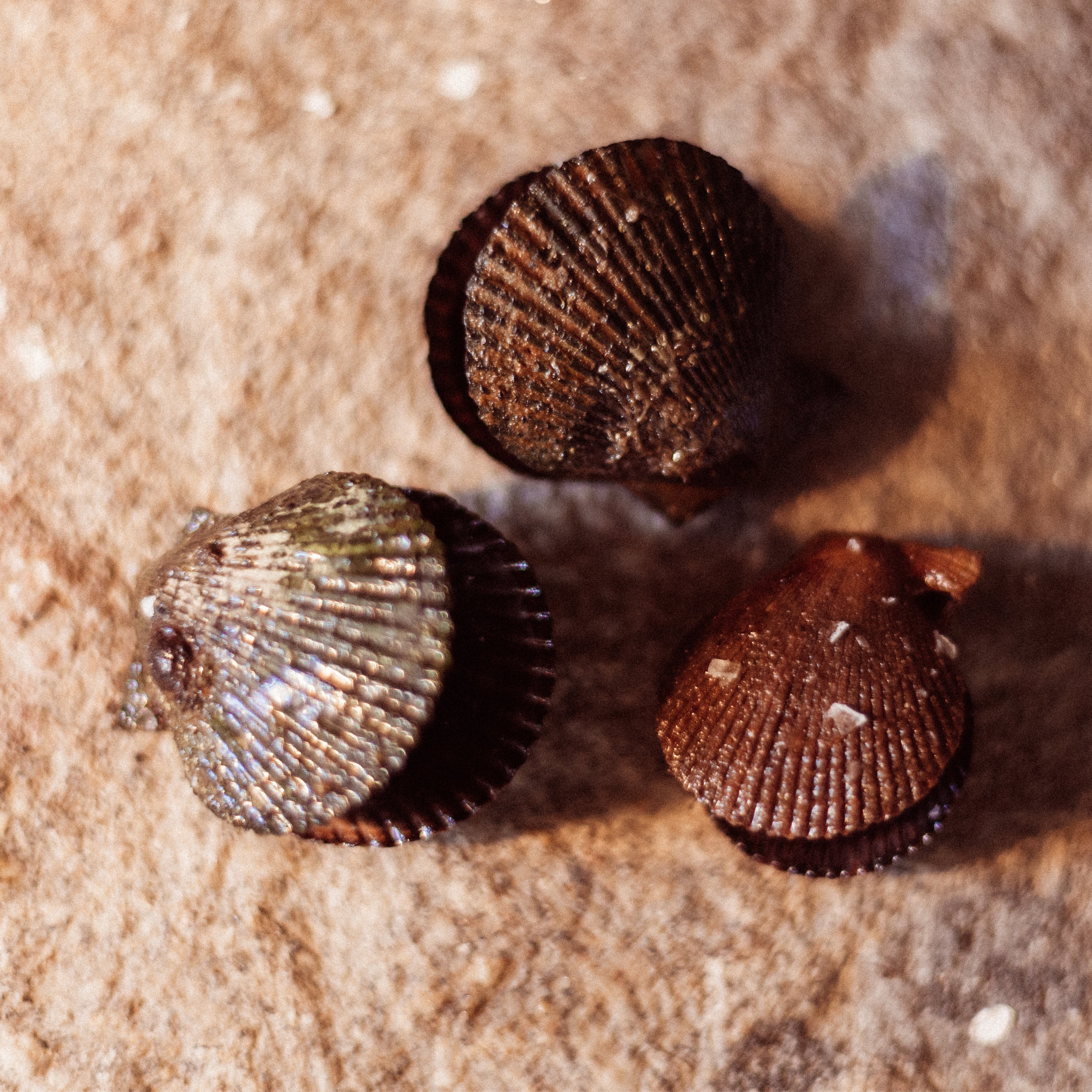 Zamburiña  en Aceite de Oliva - Hors Categorie  / Serie 11
