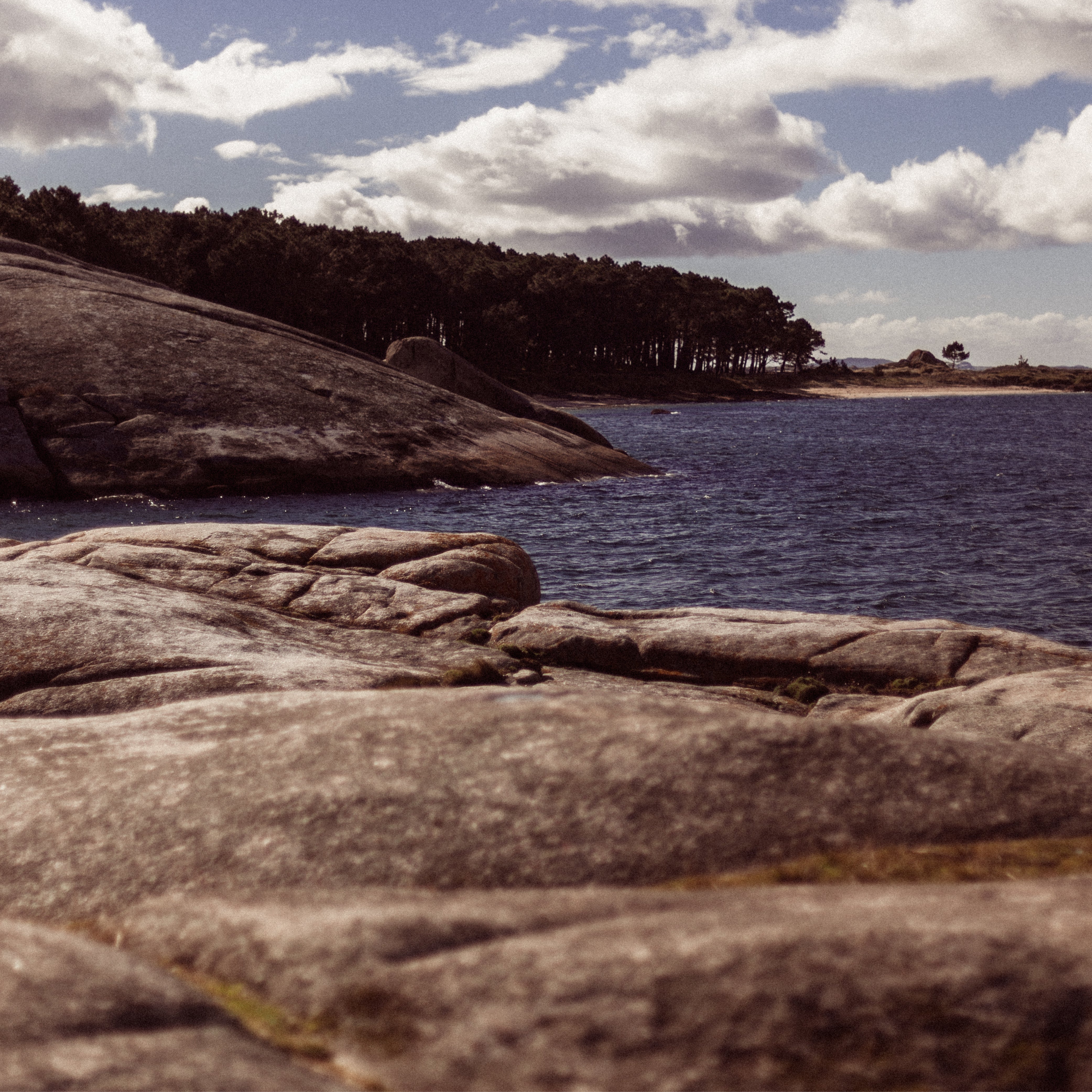 Zamburiña en Aceite de Oliva - Hors Categorie / Serie 11